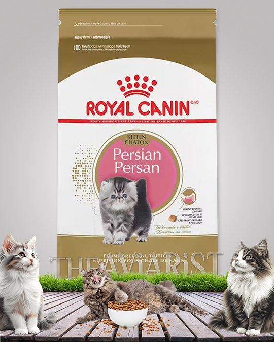 royal canin kitten chaton persian cat food